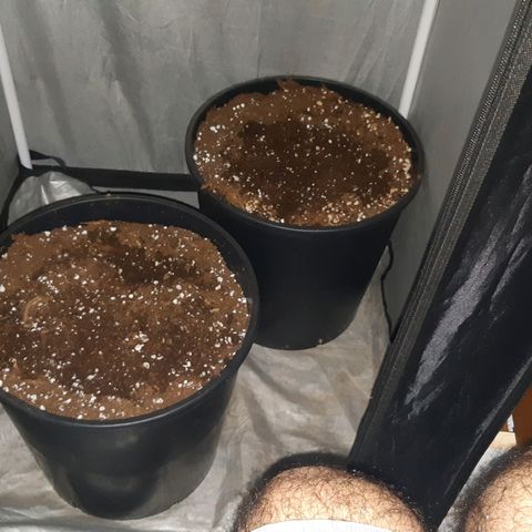 Blue Gelato 41 growlog timeline photo