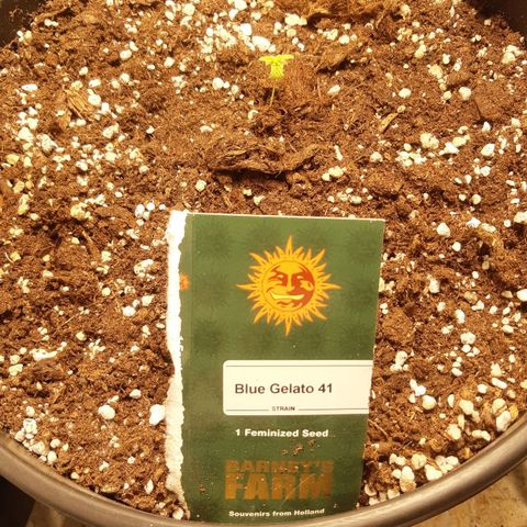 Blue Gelato 41 growlog timeline photo