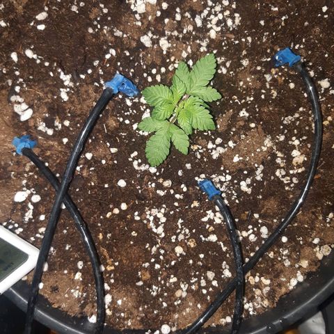 Ztrawberry growlog timeline photo