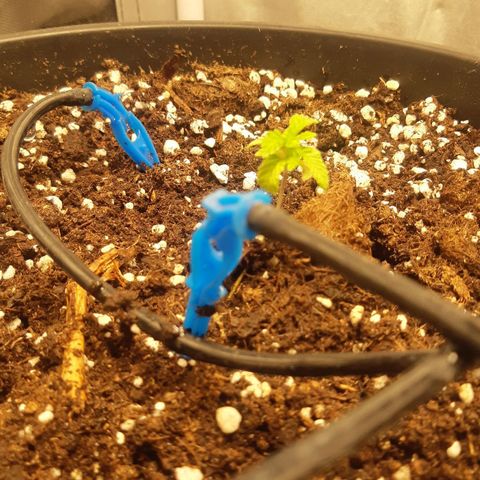Blue Gelato 41 growlog timeline photo