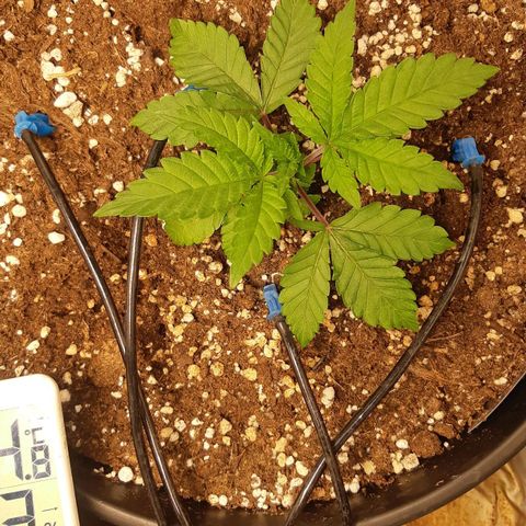 Ztrawberry growlog timeline photo