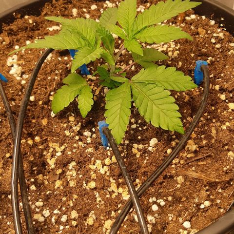 Ztrawberry growlog timeline photo