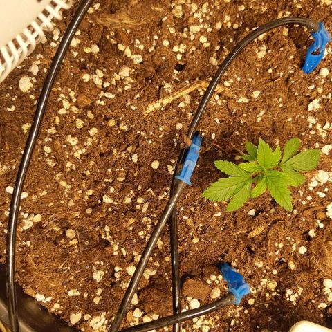 Blue Gelato 41 growlog timeline photo