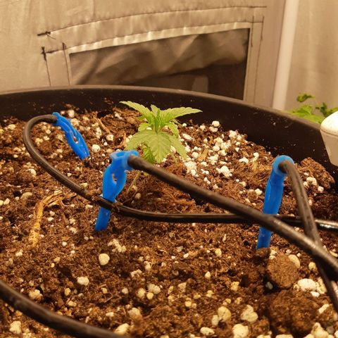 Blue Gelato 41 growlog timeline photo