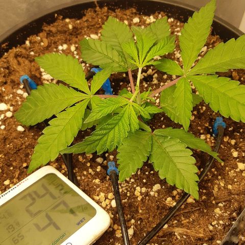 Ztrawberry growlog photo: Appena toppata