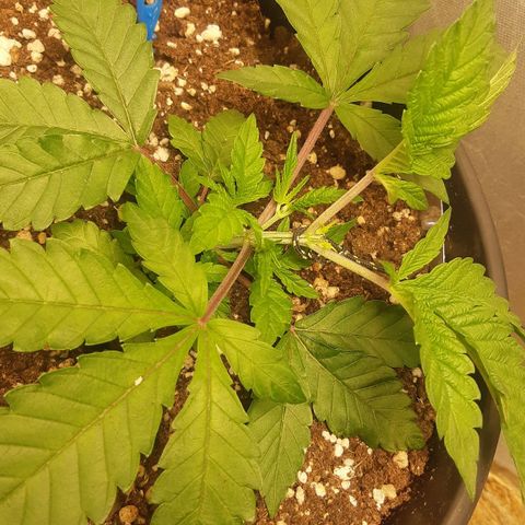 Ztrawberry growlog photo: LST