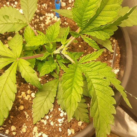 Ztrawberry growlog photo: LST