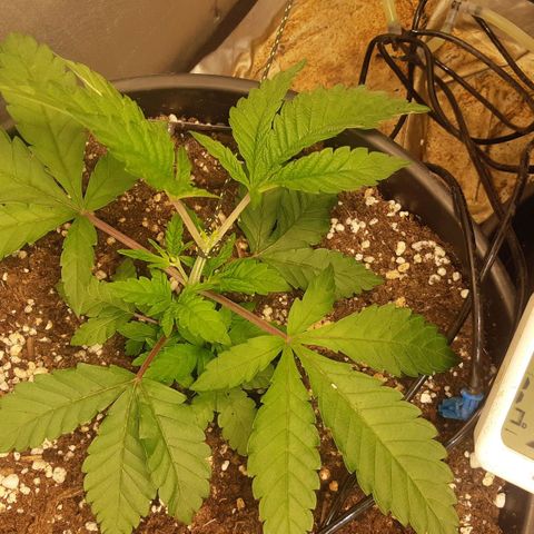 Ztrawberry growlog photo: LST