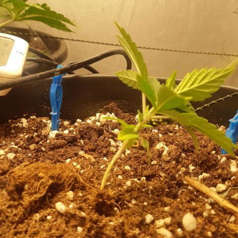 Blue Gelato 41 growlog timeline photo