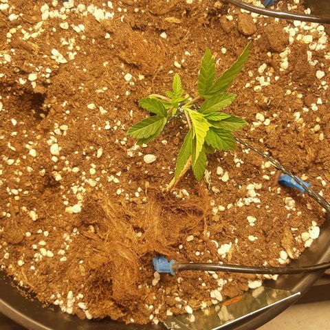 Blue Gelato 41 growlog timeline photo