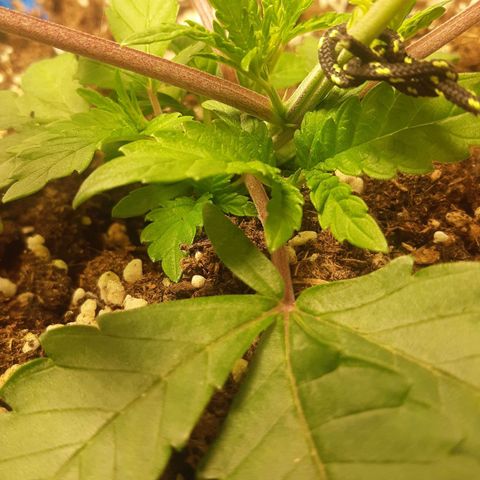 Ztrawberry growlog photo: LST