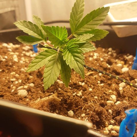 Blue Gelato 41 growlog timeline photo