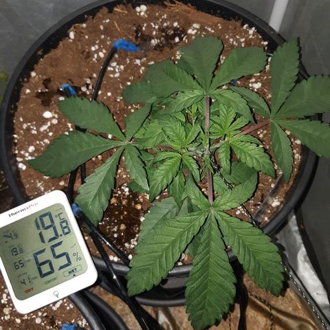 Ztrawberry growlog timeline photo