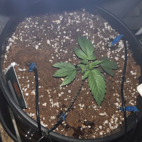 Blue Gelato 41 growlog timeline photo