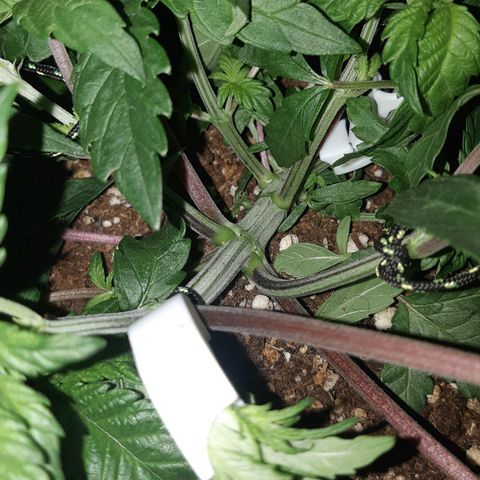 Ztrawberry growlog timeline photo