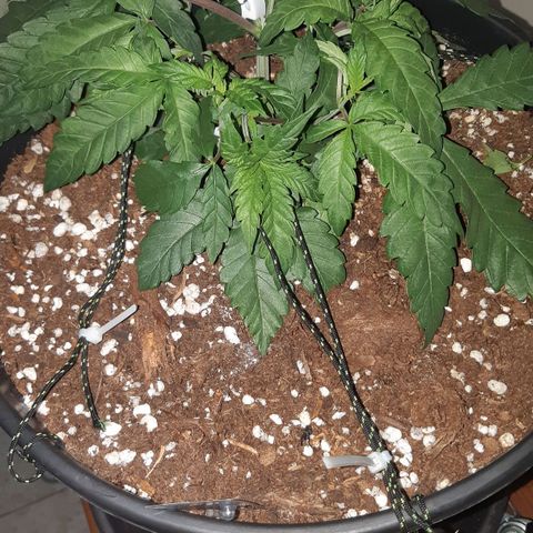Ztrawberry growlog timeline photo
