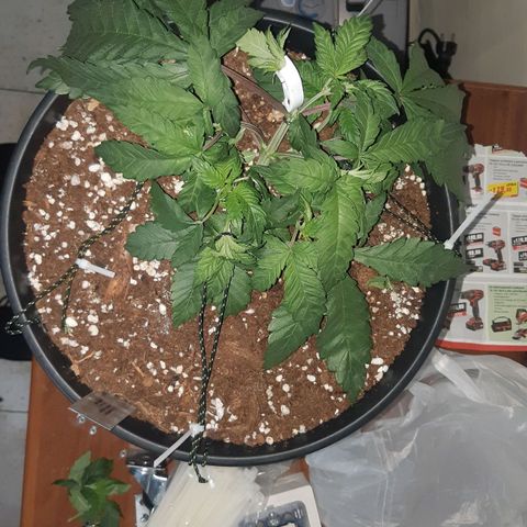 Ztrawberry growlog timeline photo