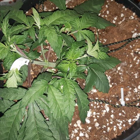 Ztrawberry growlog timeline photo