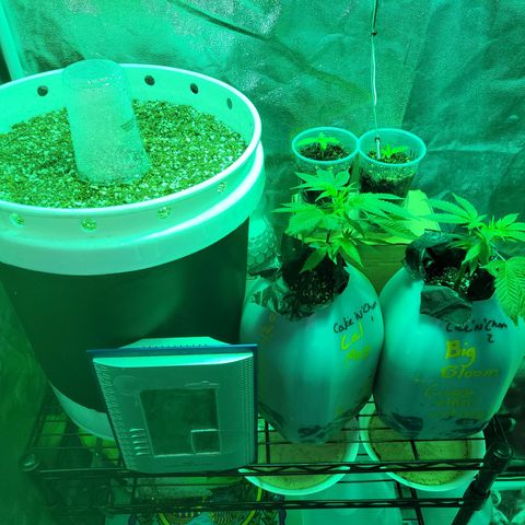 Cake N Chem #1 growlog photo: All Plants look healthy. Autoflower sprouted without the seed shell. M54#3 has 10 true leaves. M54#2 is growing slowly. Clones 1 and 2 are showing signs of Growth. Happy Plants.