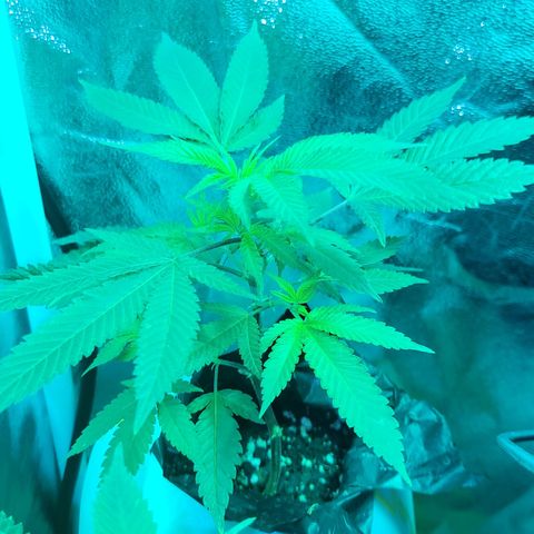 Cake N Chem #1 growlog timeline photo