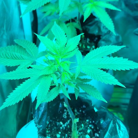 Cake N Chem #2 growlog timeline photo