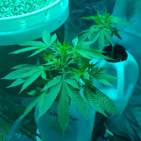 Cake N Chem #1 growlog photo: Clone #1 is just exploding! Clone #2 is growing but slowly compared to its sibling. 