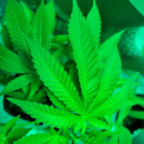 Cake N Chem #1 growlog photo: Clone #1 Officially has grown 7 leaves on one. 