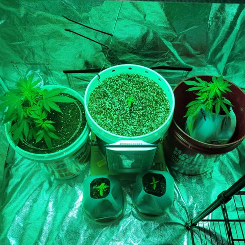 Cake N Chem #1 growlog photo: New Layout, getting prepared for large plants. 