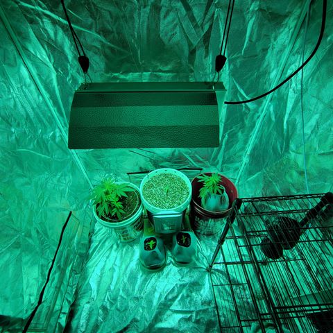 Cake N Chem #1 growlog photo: New Layout, getting prepared for large plants. 