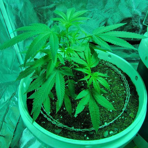 Cake N Chem #1 growlog timeline photo