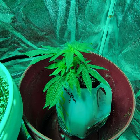 Cake N Chem #2 growlog timeline photo