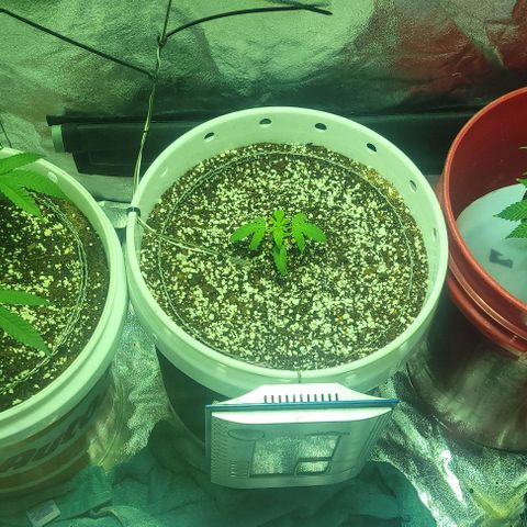 Cake N Chem #1 growlog photo: Watering/Feeding day. Good Morning Photo. 