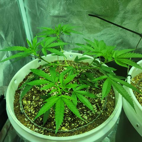 Cake N Chem #1 growlog photo: 1 week after topping. Lower 5 "branches" are already showing signs of thickening. 