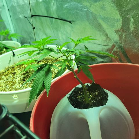 Cake N Chem #2 growlog photo: A few days after topping, not much visible growth. I'm hoping it starts to Bush out. 