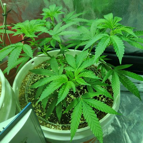 Cake N Chem #1 growlog timeline photo