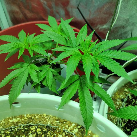 Cake N Chem #2 growlog timeline photo