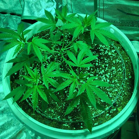 Cake N Chem #1 growlog timeline photo