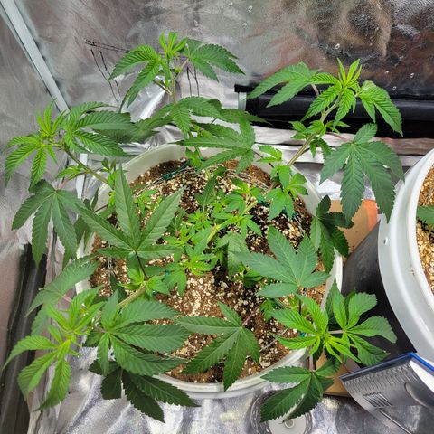 Cake N Chem #1 growlog photo: Started Low Stress Training on Clone 1