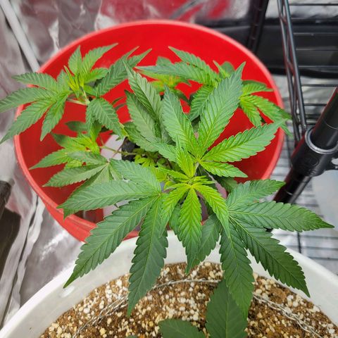 Cake N Chem #2 growlog timeline photo