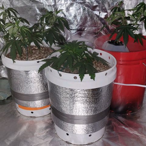 Cake N Chem #1 growlog photo: Added some insulation to the buckets before indoor AC starts being used. 