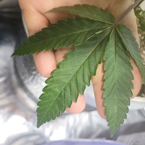 Cake N Chem #1 growlog photo: Noticed some sort of burn, will attempt to identify. 