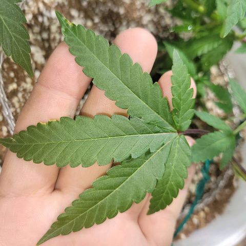 Cake N Chem #1 growlog photo: Noticed some sort of burn, will attempt to identify. 