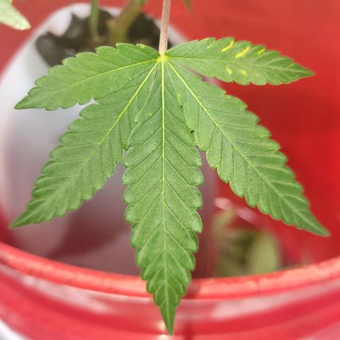 Cake N Chem #2 growlog photo: Noticed some sort of burn, will attempt to identify. 