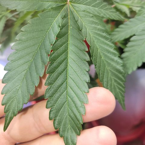 Cake N Chem #2 growlog photo: Noticed some sort of burn, will attempt to identify. 