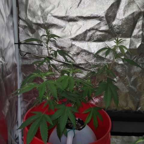 Cake N Chem #2 growlog photo: Upper left branch was the broken branch. It was at probe level last feeding. 