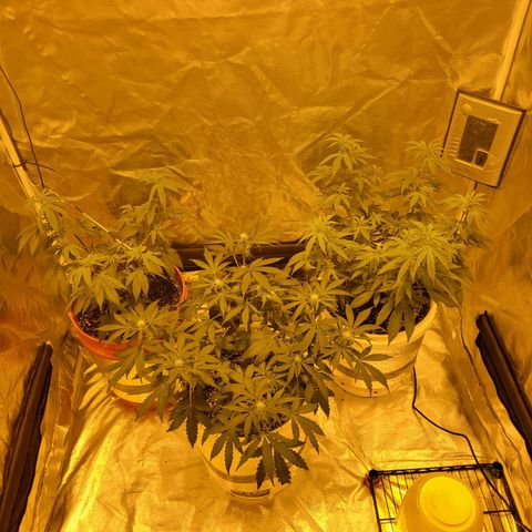 Cake N Chem #1 growlog photo: Changed the bulb to a HPS for the Flowering of the Autoflower. 