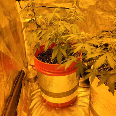 Cake N Chem #2 growlog photo: Transplant into 5gallon bucket completed.