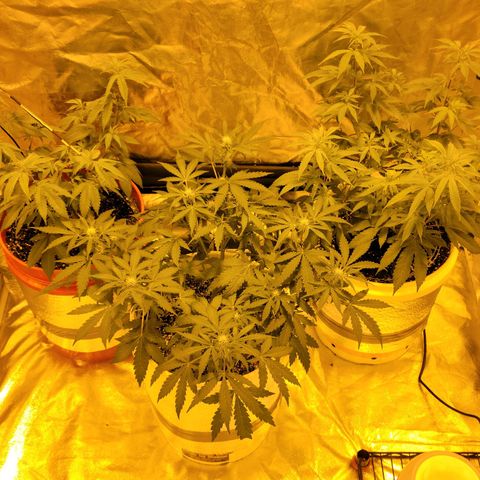 Cake N Chem #1 growlog timeline photo