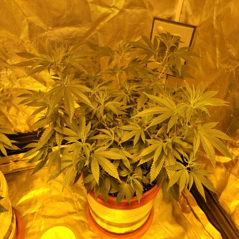Cake N Chem #2 growlog photo: Clone 2 has taken off since transplant. The shock of breaking the branch didn't even phase it. It is now the larger of the 2. 