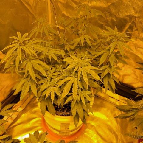 Cake N Chem #1 growlog photo: Clone 1 is a little under the weather. Not exactly sure what is going on but will research. 